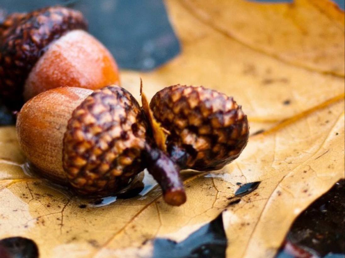 Pożywny i smaczny napój z żołędzi dębu (analog kawy)!